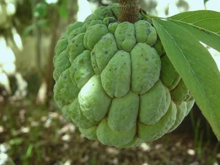 مواعيد زراعة الخضروات حسب الأشهر